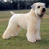 Soft Coated Wheaten Terrier